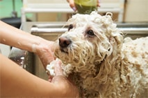 トリミングイメージ写真