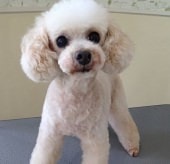 マロンちゃん （現：ルーンちゃん）