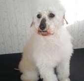 レディーちゃん （現：マルシーちゃん）