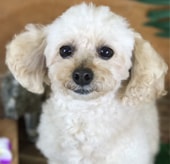 ポテチちゃん （現：ポノちゃん）