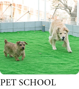 PET SCHOOL