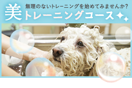 美トレーニングコース